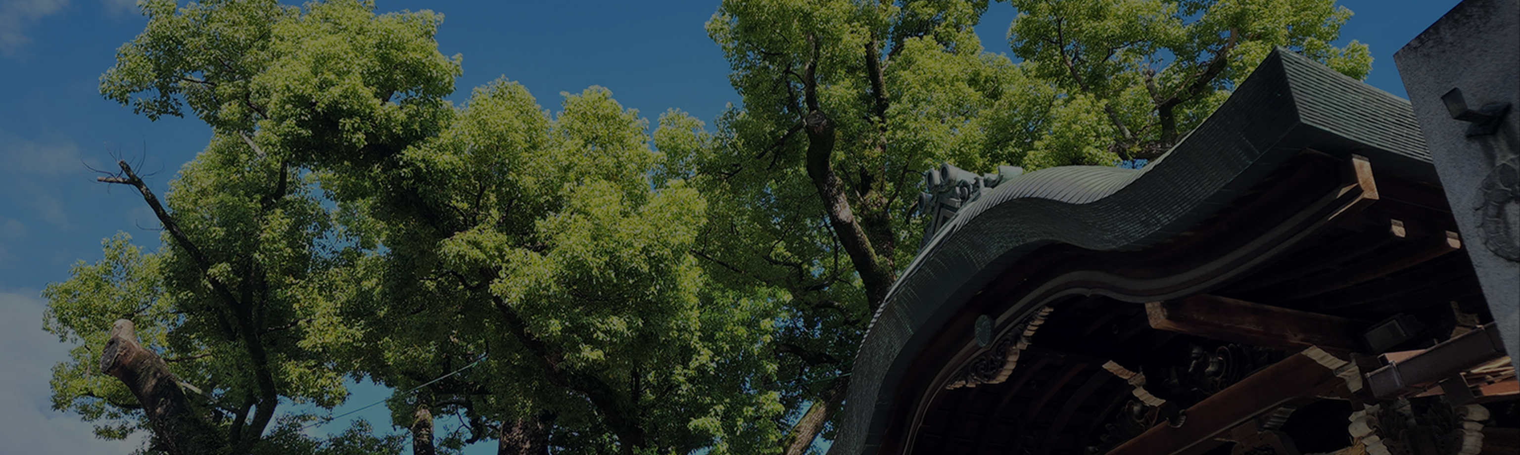 御神木イメージ画像